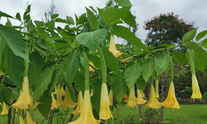 什么花的花语代表着侮辱？这种花的含义是什么？