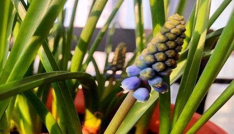 什么花代表冒险精神？花语中冒险的含义是什么？