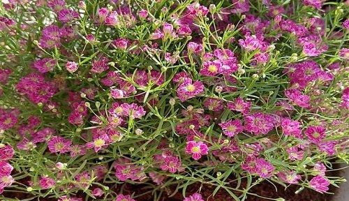 什么花代表冒险精神？花语中冒险的含义是什么？