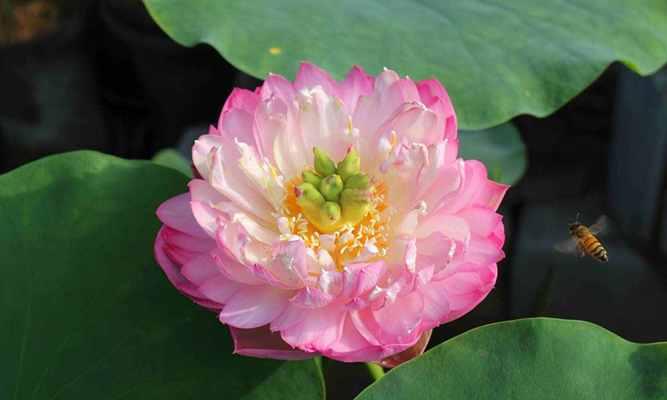 莲花通常在哪个季节盛开？不同品种的莲花开花时间有何不同？