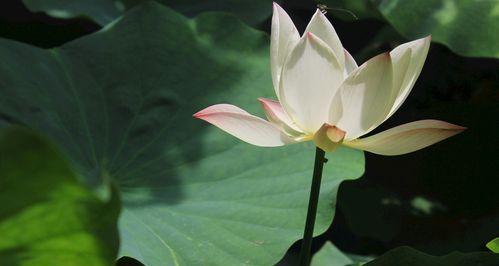 莲花的形状是什么？为什么它被视为圣洁的象征？