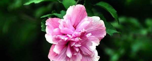 什么花的花语代表美丽？揭秘最美丽的花卉花语含义！