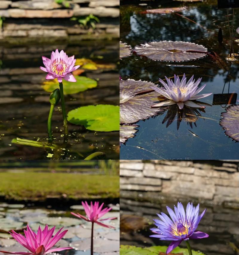莲花是什么植物？它的生长环境和象征意义是什么？