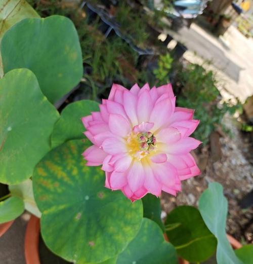 莲花不开花的原因是什么？如何解决？