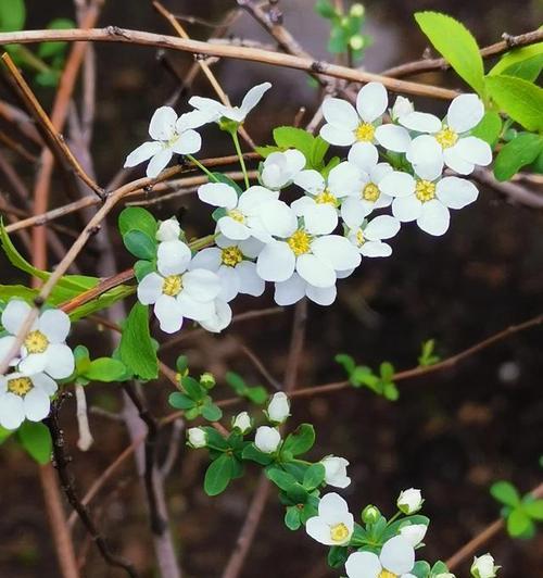 什么花的花语代表着梦境？揭秘梦境花语背后的故事？
