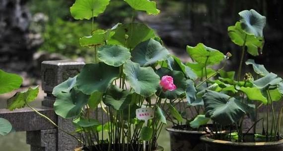 莲花不开花的原因是什么？如何解决？