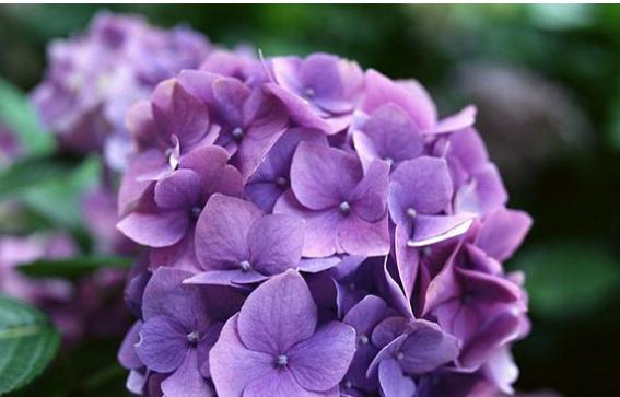 什么花的花语代表着梦境？揭秘梦境花语背后的故事？