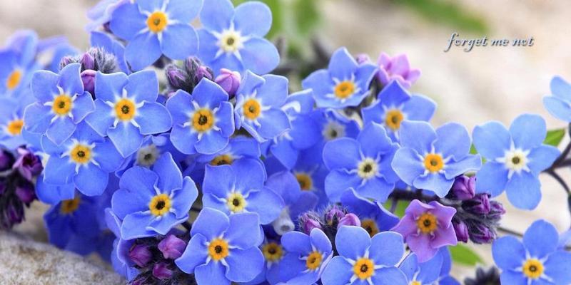什么花代表梦想？揭秘花语背后的含义？