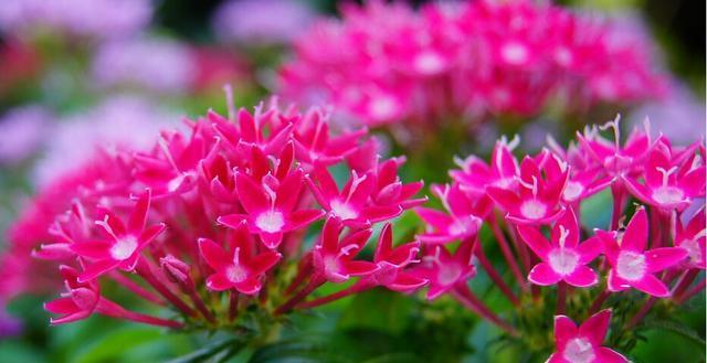 什么花代表梦想？揭秘花语背后的含义？