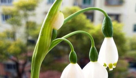 什么花代表梦想？揭秘花语背后的含义？