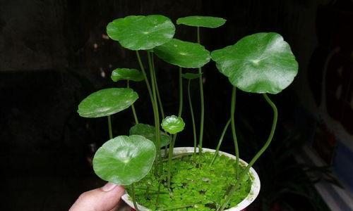 莲花是喜阴植物还是喜阳光植物？如何正确养护？