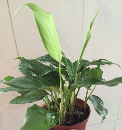 莲花是喜阴植物还是喜阳光植物？如何正确养护？