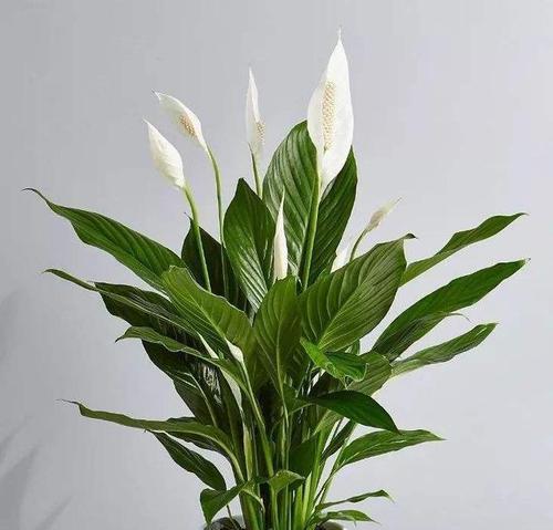 莲花是喜阴植物还是喜阳光植物？如何正确养护？