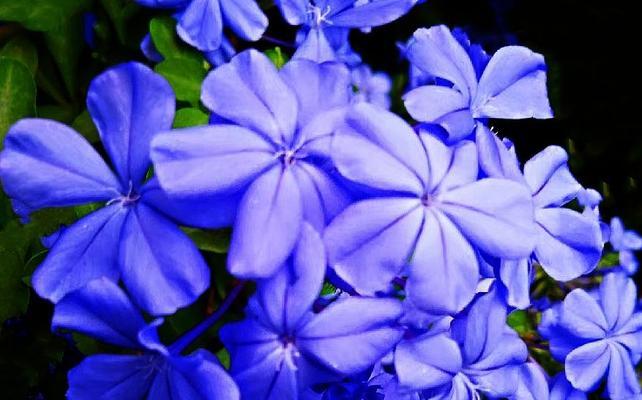 什么花代表迷茫？花语中表达迷茫情感的花卉有哪些？