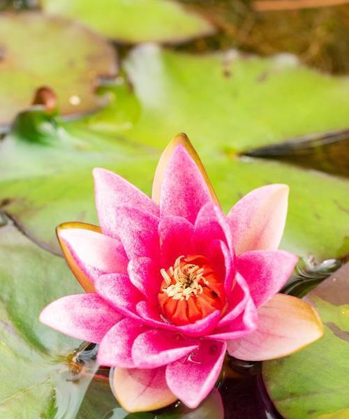 莲花象征着什么意义？如何理解莲花的深层含义？