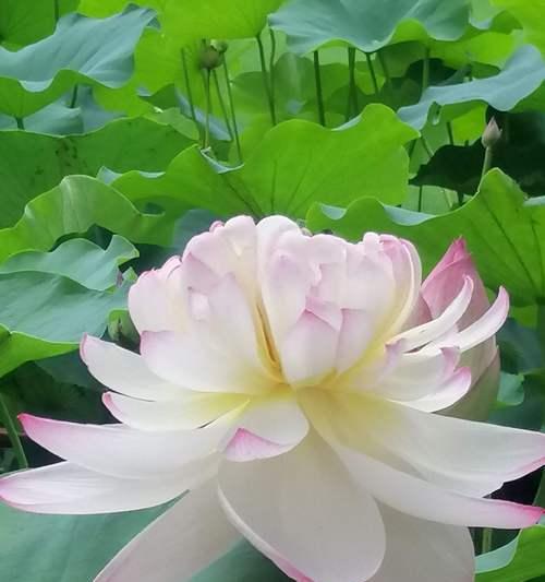 莲花象征着什么意义？如何理解莲花的深层含义？