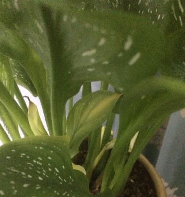 莲花叶子发黄怎么办？如何正确处理和预防？