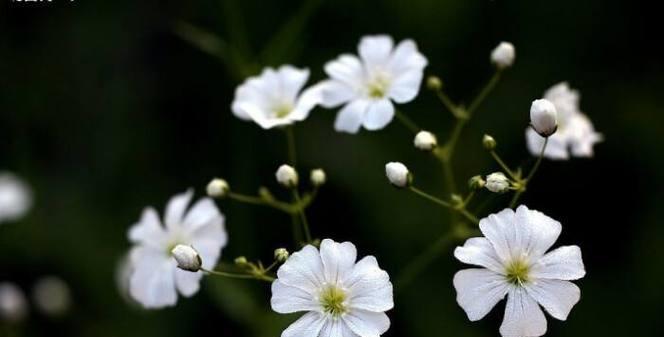 什么花代表默默守护的爱？花语中守护之花有哪些？