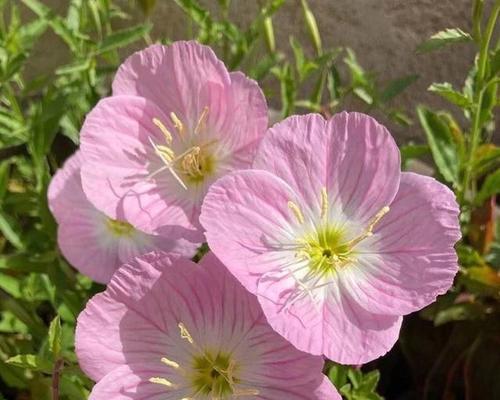什么花代表默默守护的爱？花语中守护之花有哪些？