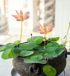 室内养莲花安全吗？有毒吗？