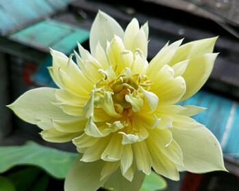 室内养莲花安全吗？有毒吗？