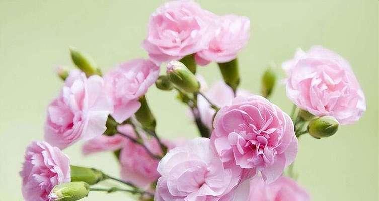 什么花代表母爱？了解不同花卉的花语含义是什么？