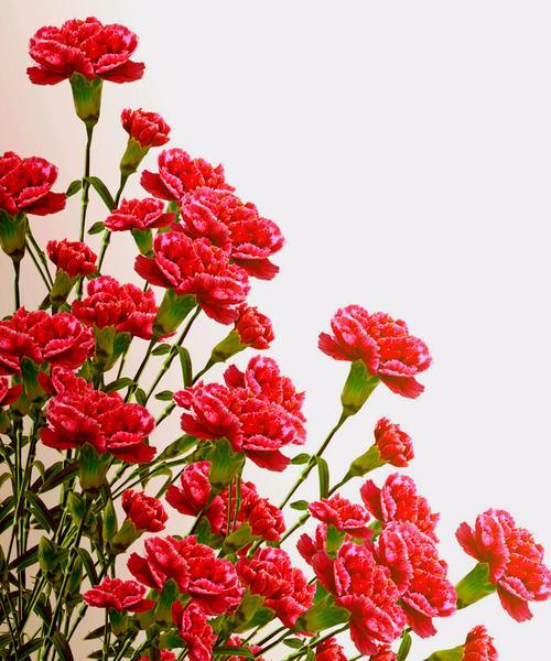 什么花代表母爱？了解不同花卉的花语含义是什么？
