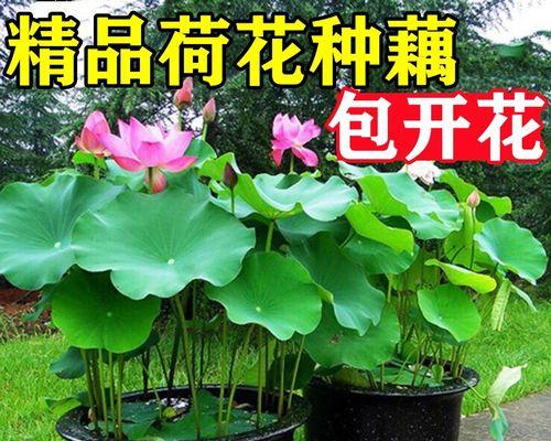 莲花有几种颜色？不同颜色的莲花代表什么含义？