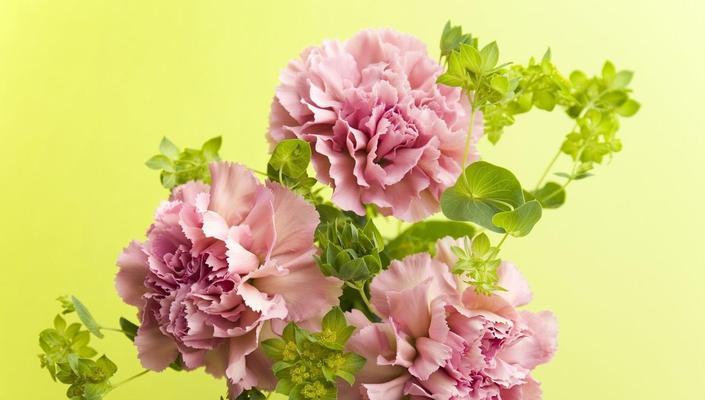 什么花代表你是我的唯一？花语含义是什么？