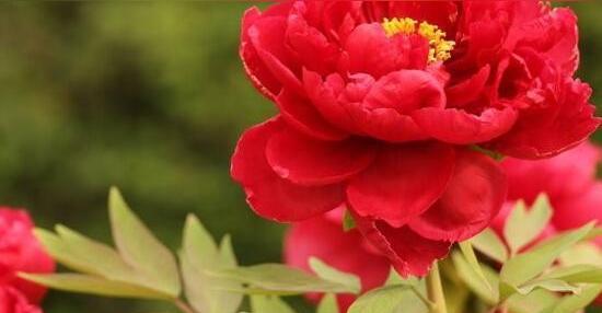 什么花代表你是我的唯一？花语含义是什么？