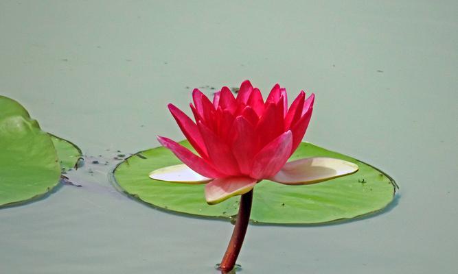 莲花有哪些颜色？不同品种的莲花颜色特点是什么？
