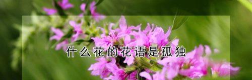 什么花代表努力？花语中象征勤奋的花卉有哪些？
