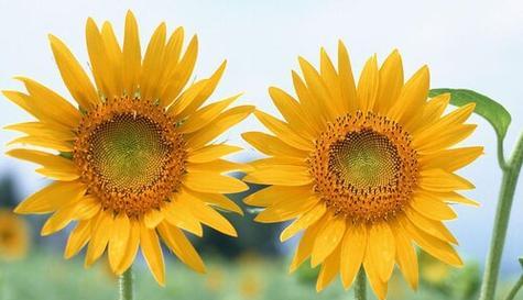什么花代表努力？花语中象征勤奋的花卉有哪些？