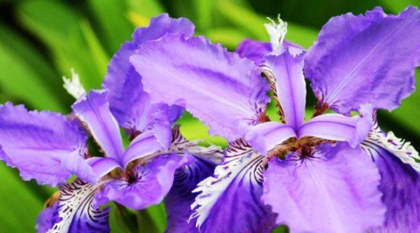 什么花代表女王的花语？揭秘花语背后的含义？