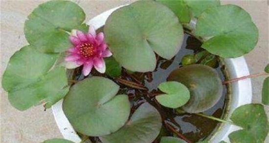 如何才能养出茁壮的莲花？养莲花有哪些常见问题？