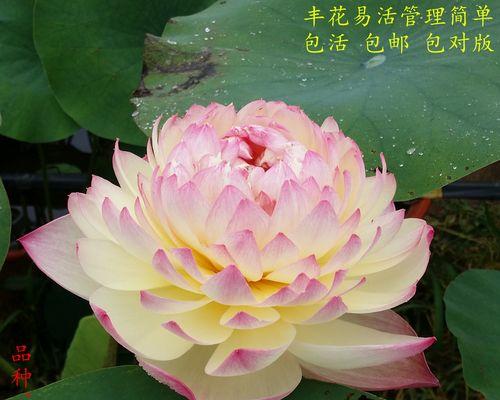如何才能养出茁壮的莲花？养莲花有哪些常见问题？