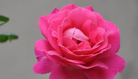 什么花代表陪伴的花语？了解花语背后的意义是什么？