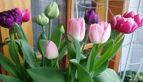 什么花代表陪伴的花语？了解花语背后的意义是什么？