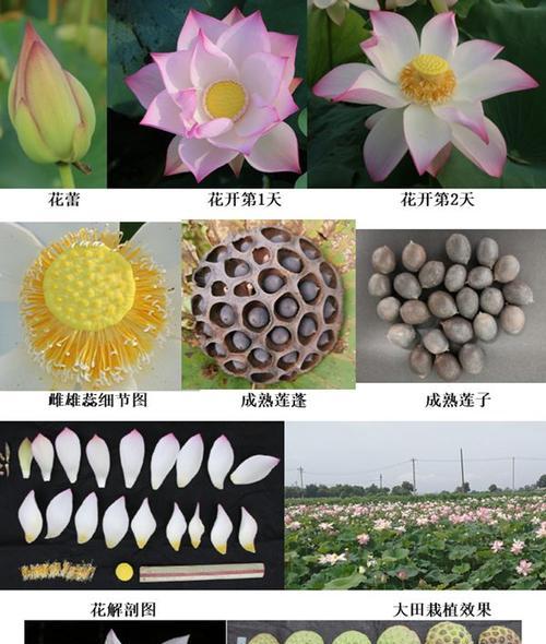 莲花养殖方法有哪些？需要注意哪些事项？