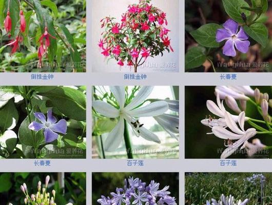 莲花养殖方法有哪些？需要注意哪些事项？