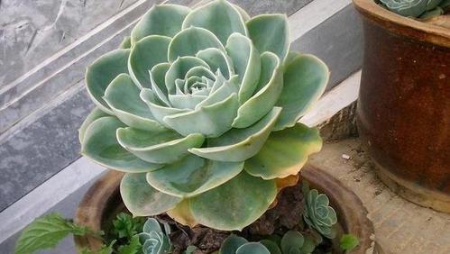 莲花种植的最佳时间和步骤是什么？