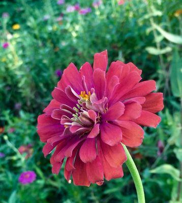 什么花代表陪伴和友谊？花语中友谊的象征是什么？