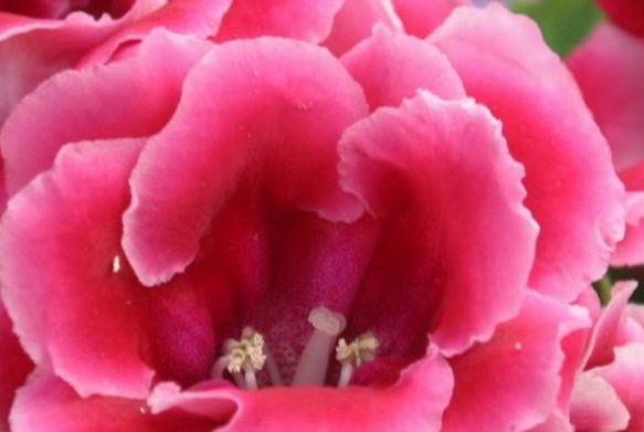 什么花代表陪伴和友谊？花语中友谊的象征是什么？