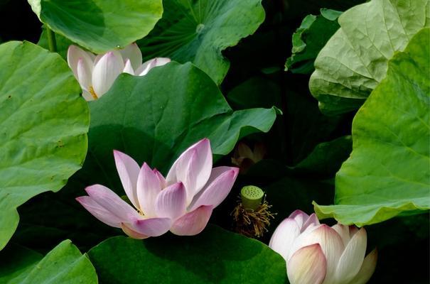 莲花长什么样子？如何辨认不同种类的莲花？