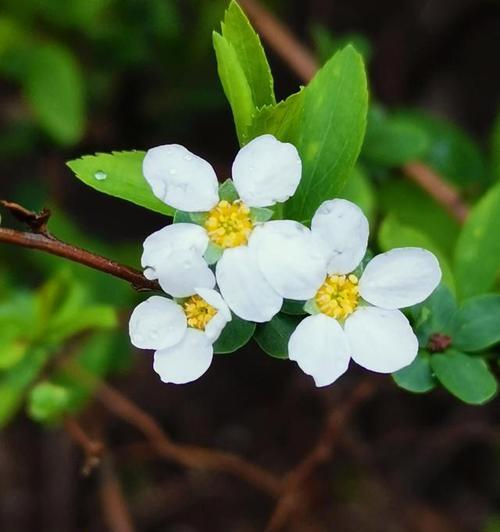 什么花代表偏爱？揭秘花语背后的浪漫含义？