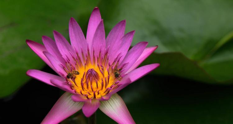 莲花通常生长在哪些地方？如何区分不同种类的莲花？