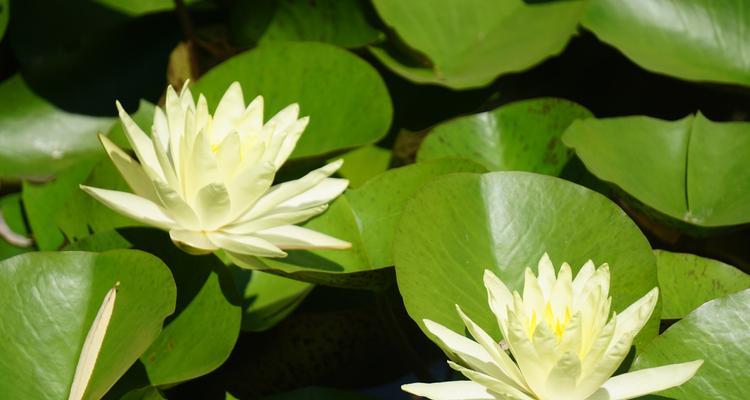 莲花通常生长在哪些地方？如何区分不同种类的莲花？