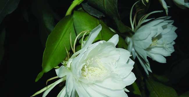 什么花代表偏执的爱？花语中偏执的爱象征着什么？