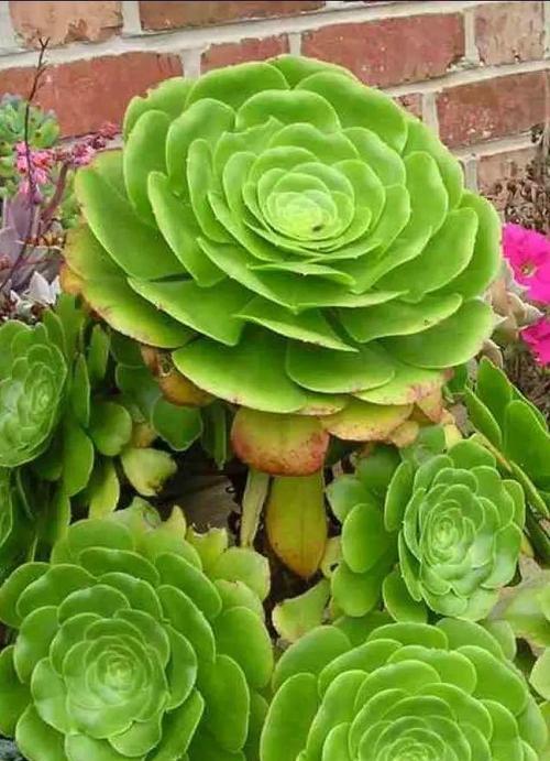 莲花掌开花吗？开花时是什么样子的？