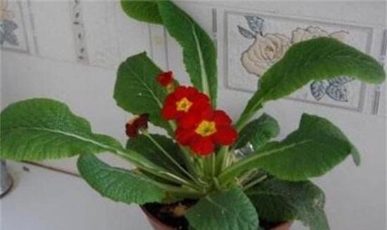 什么花代表平安？揭秘花语背后的含义？